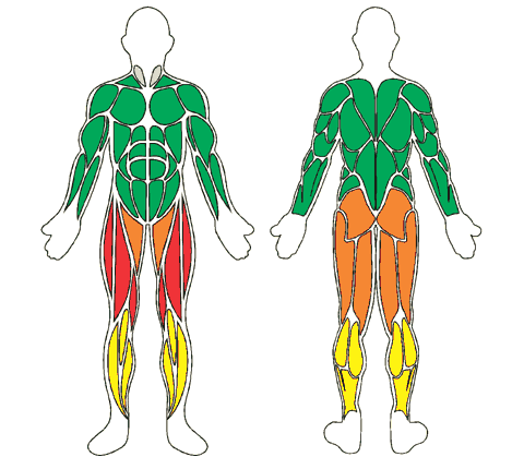 Mapa muscular de frente y de espalda: Chaleco flotante Deep Runner Floty - G
