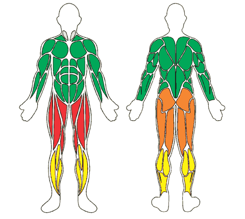 Mapa muscular de frente e de costas: Caneleira Water Wings - Par
