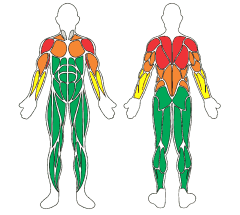 Mapa muscular de frente e de costas: Halteres Hidro Stream - Par