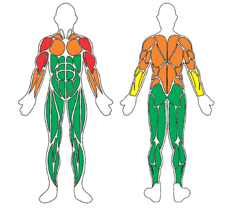 Mapa muscular de frente e de costas: Acqua Tub Com Capas Personalizadas
