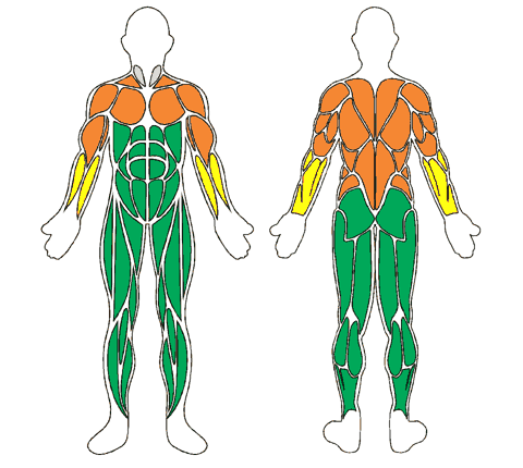 Mapa muscular de frente e de costas: Bola Hidro 10 - Diâmetro: 15 Cm