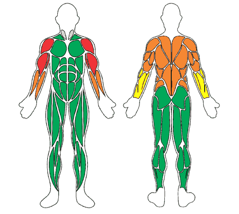 Mapa muscular de frente e de costas: Siliband Elástico Silicone Vermelho - Carga 3: Intenso