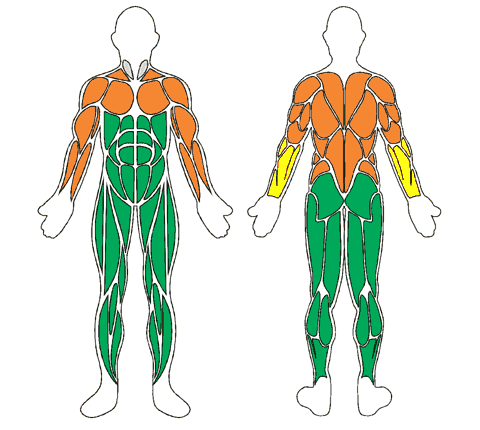 Mapa muscular de frente e de costas: Bastão Para Exercícios na Piscina - 1 Kg