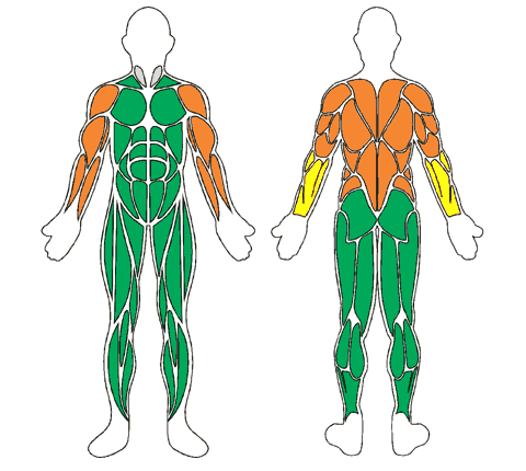 Mapa muscular de frente e de costas: Bastão Com Extensor Pull-Push