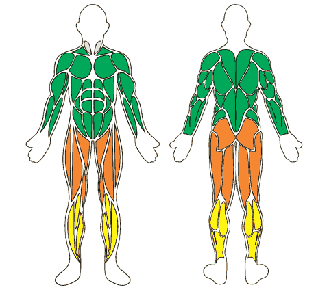 Mapa muscular de frente e de costas: Tornozeleira Para Piscina - 2 Kg - Par