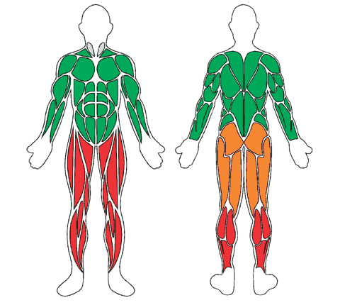 Muscle map, front and back: Modular aqua step - Multiple fittings