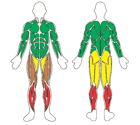 Mapa muscular de frente y de espalda: Cama elástica inox 316