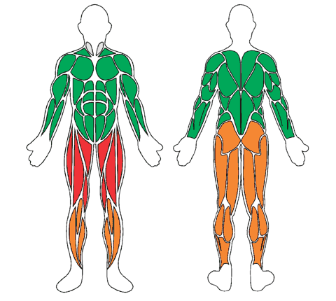 Mapa muscular de frente y de espalda: Pool Bike Floty - Bicicleta acuática regulable
